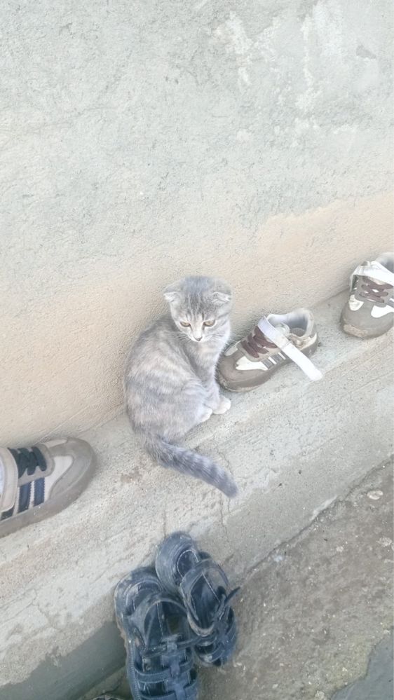Котёнок шотландский вислоухие маленький имя Барсик
