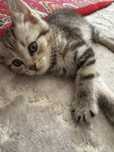 Котенок шотландец