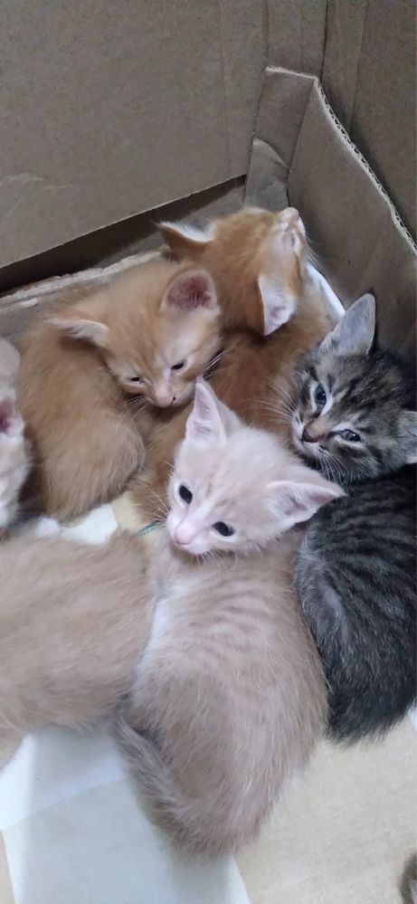 КОТЯТА: 4 мальчика/ 4 девочки Отдаём в хорошие руки! Бесплатно