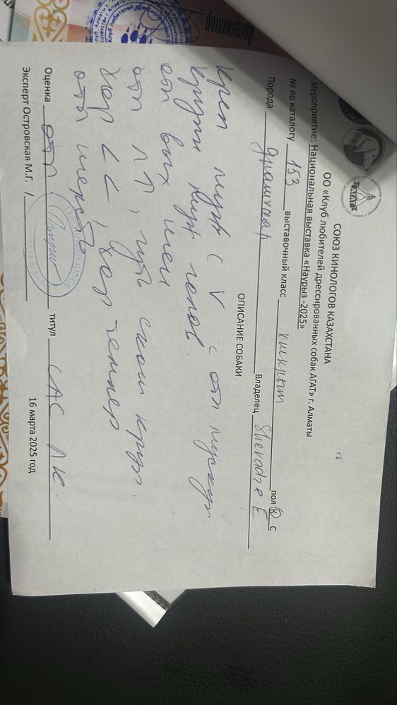 Продам дратхаара с родословной