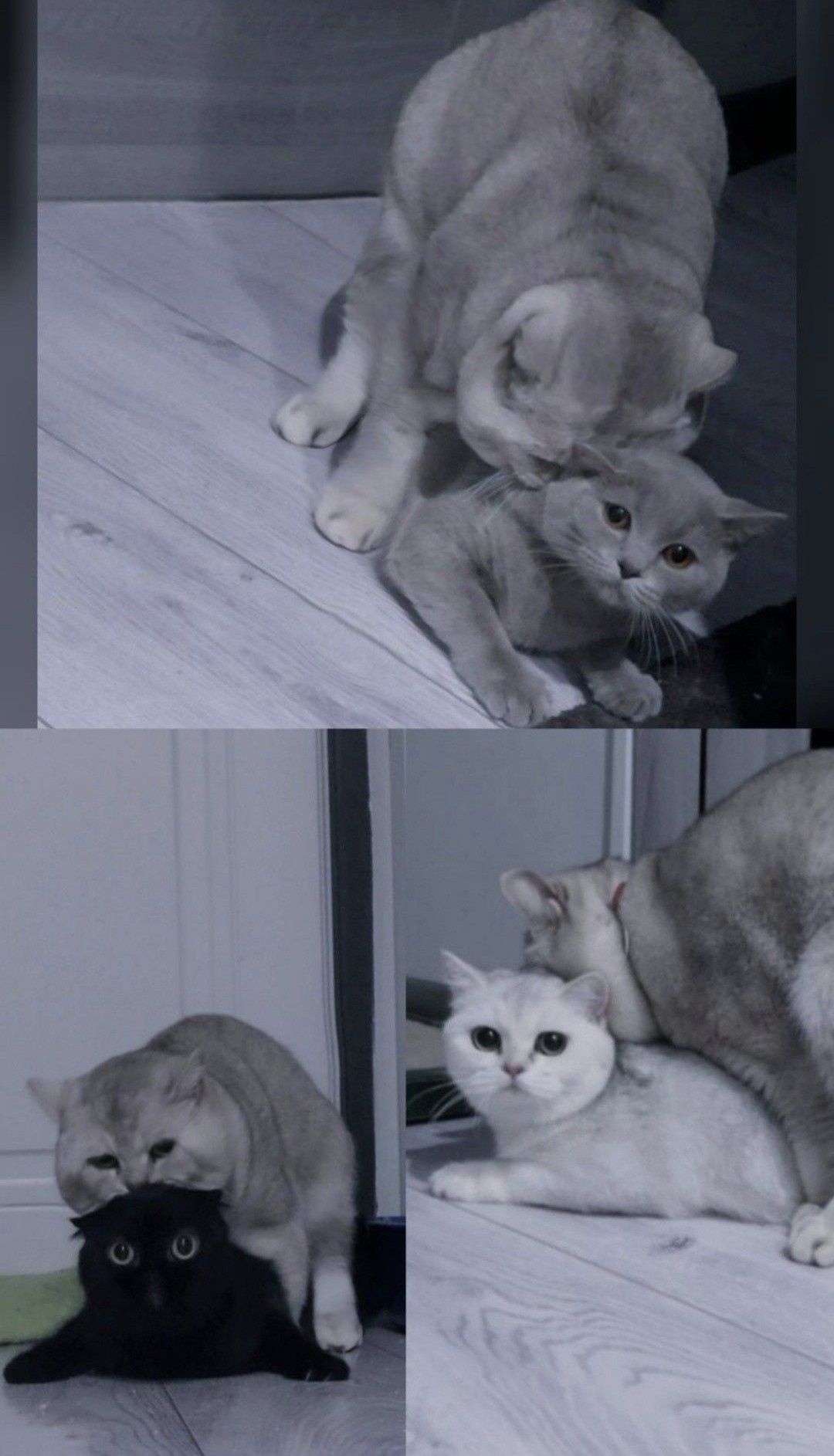 ВЯЗКА ( вислоухих и прямоухих кошечек) крупный котик ,шиншилла