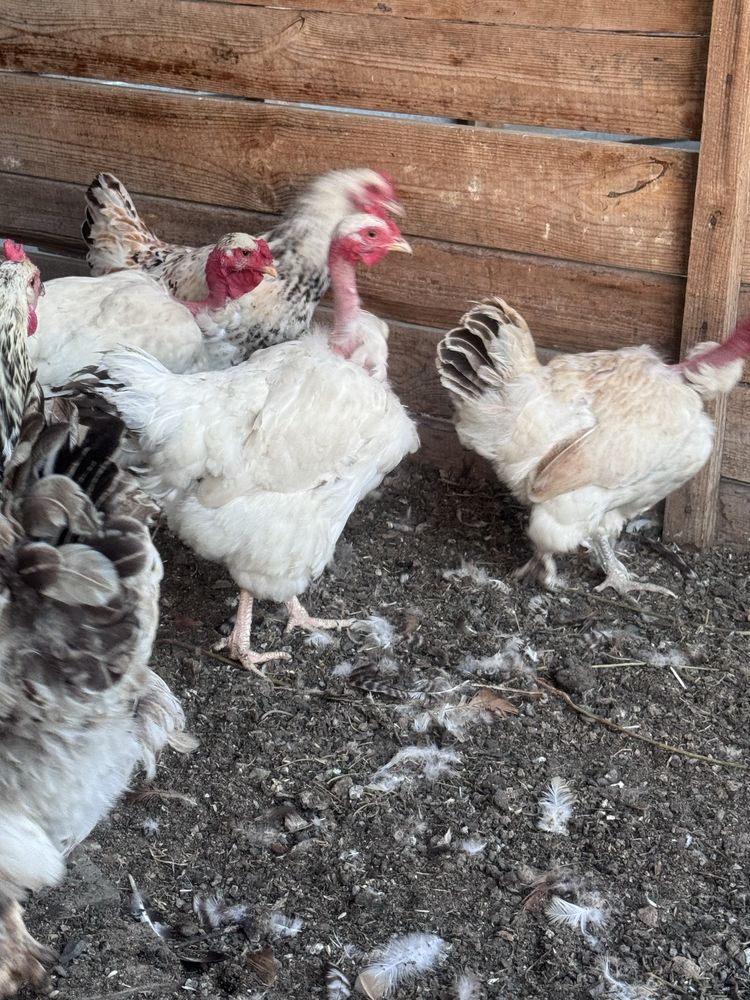 Продам кур домашних