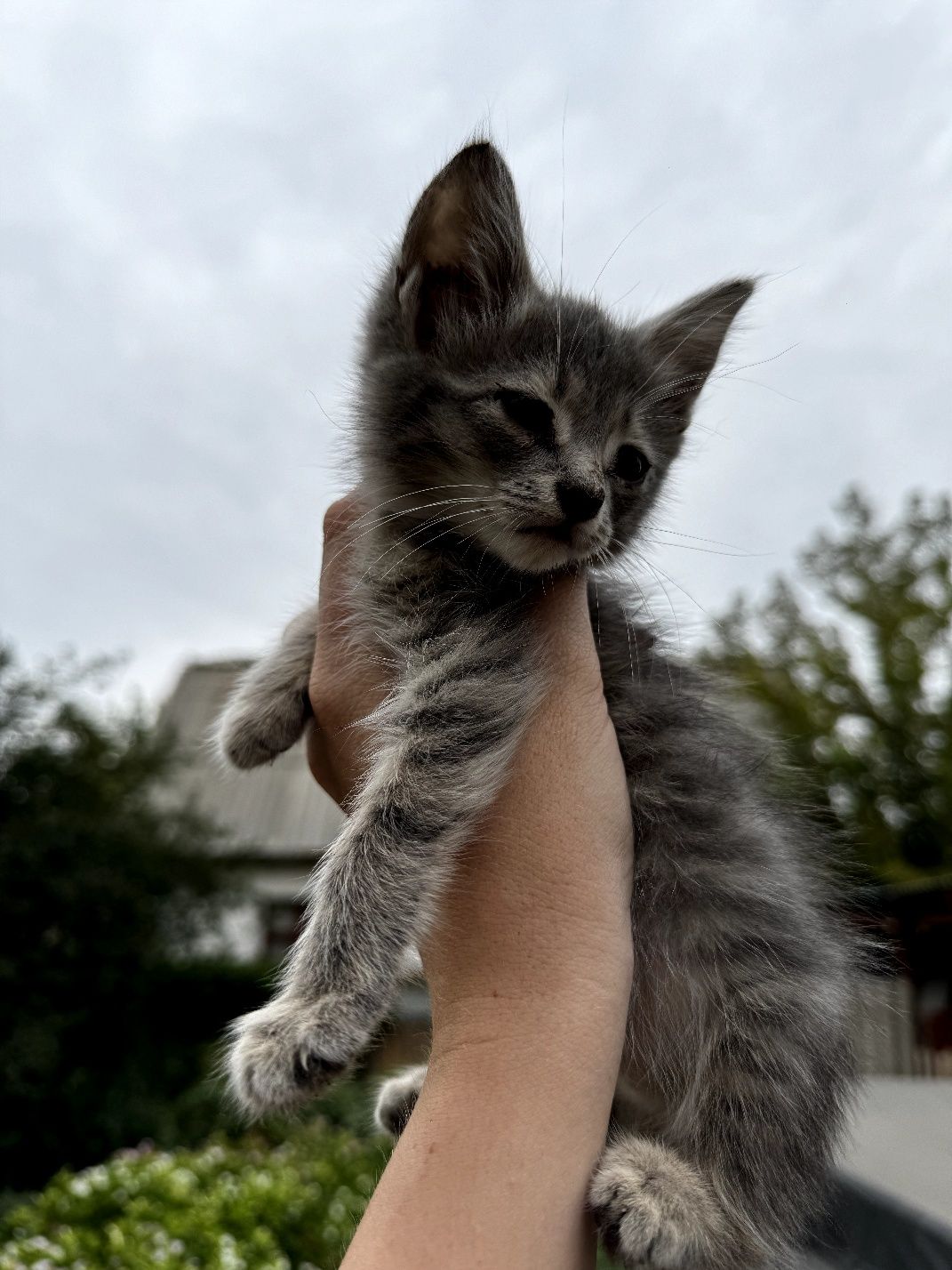 Отдам котят в добрые руки