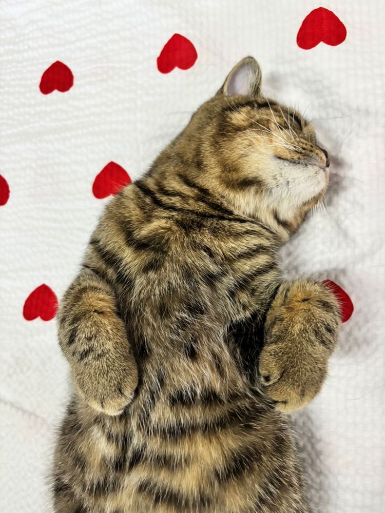 Отдам кота Британец