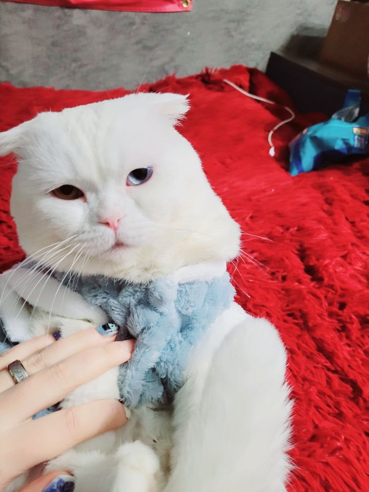 Вязка кот шотландский вислоухий с разноцветными глазами