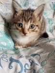 Котята в добрые руки 1,5 месяца