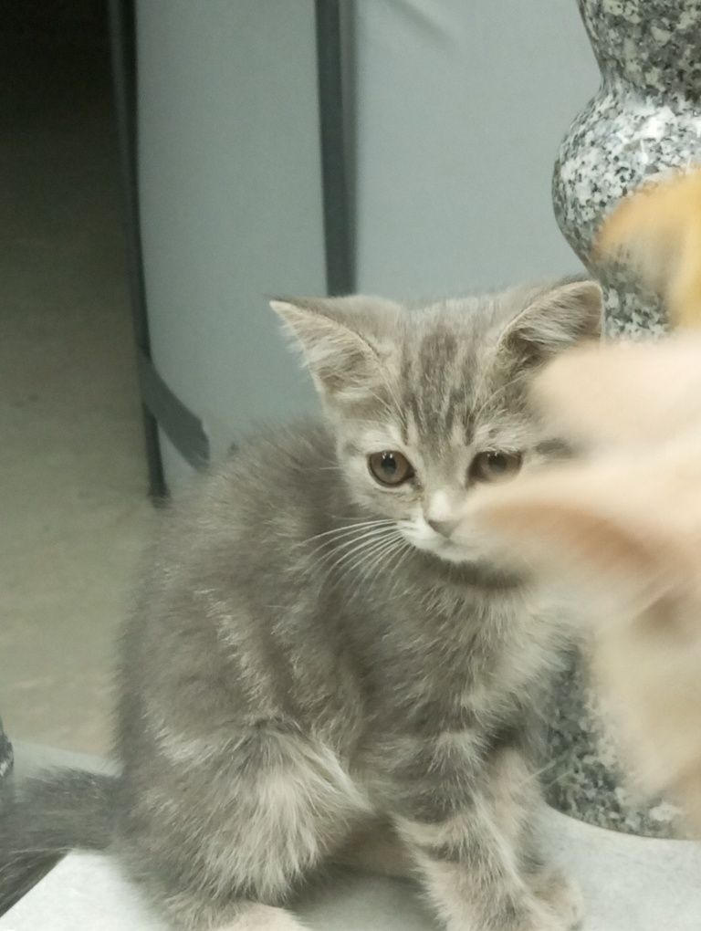 Шикарные котята продам