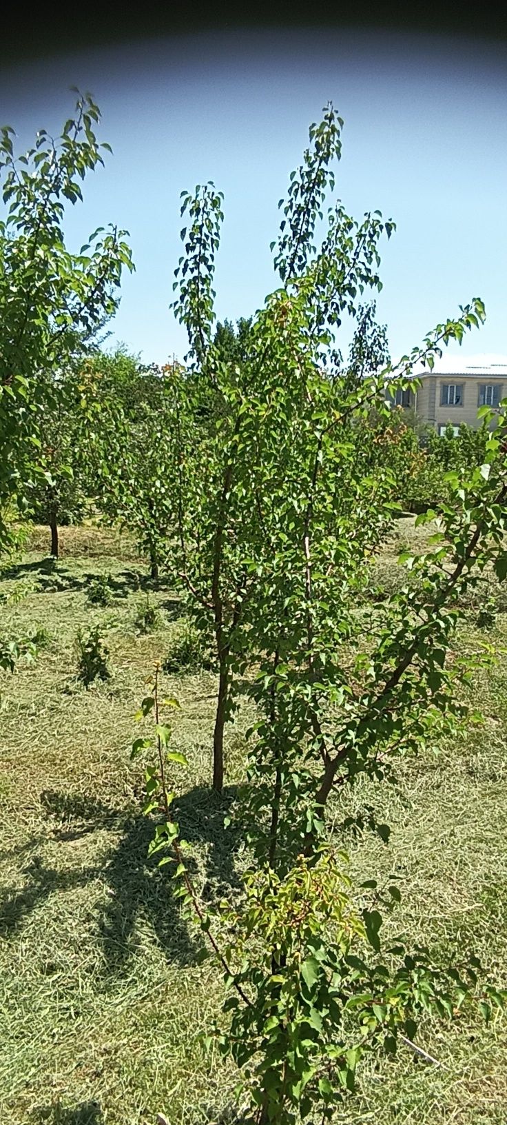 Продам 2 участка по 8 соток.  Цена 6,5 млн.тг за каждый