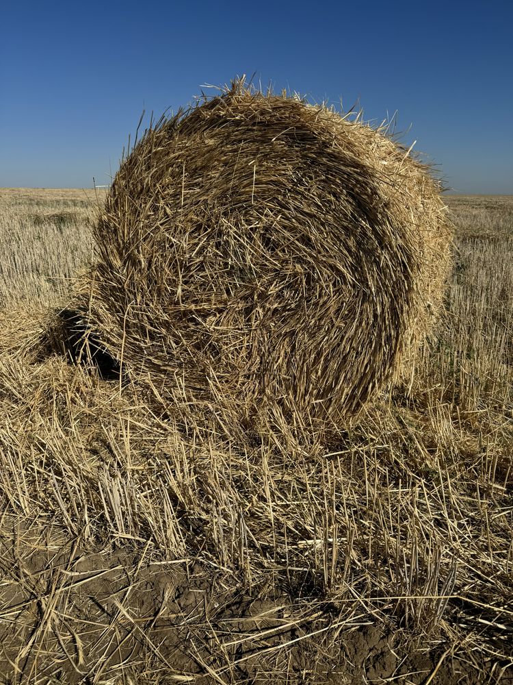 Салома в рулонах