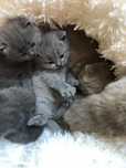 Вислоухие котята 1,5 мес