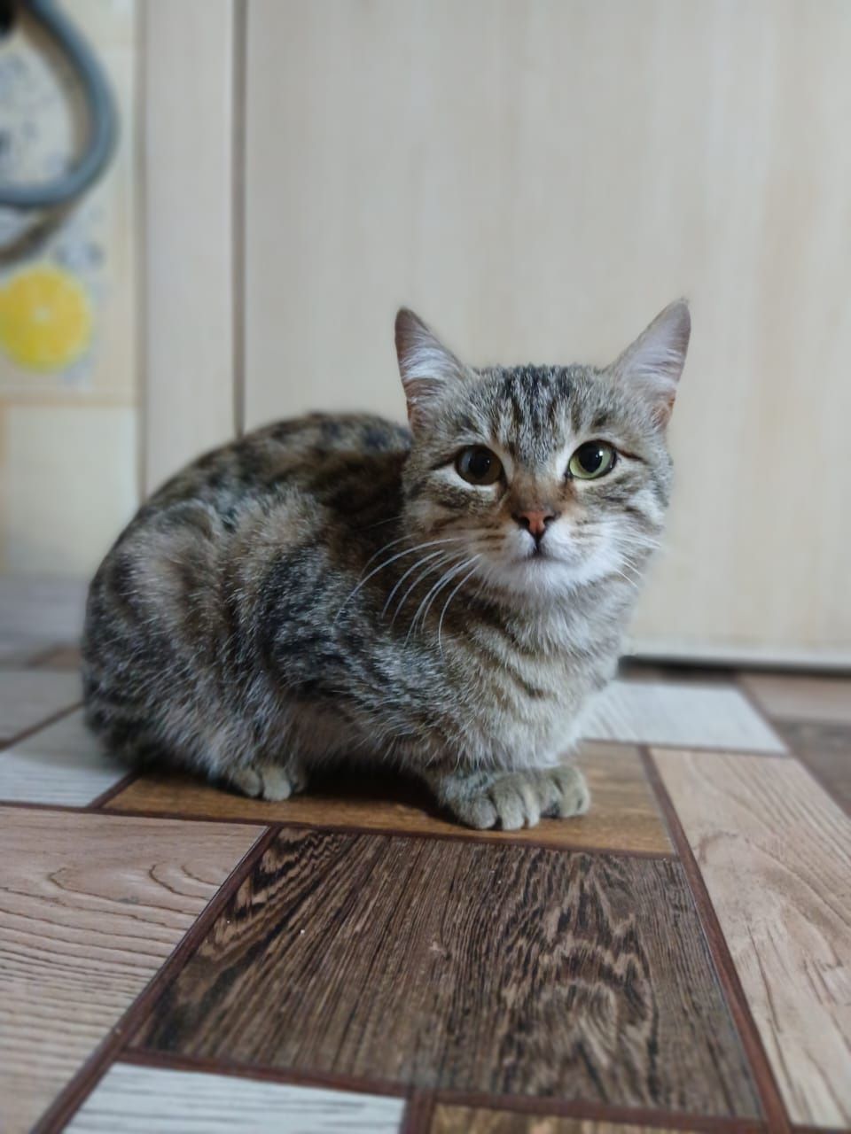 Отдам котенка в добрые руки, мальчика, 4 месяца