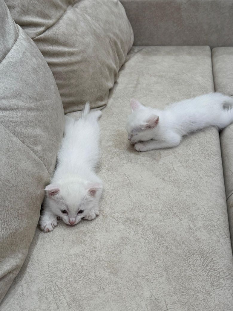 Продаются котята