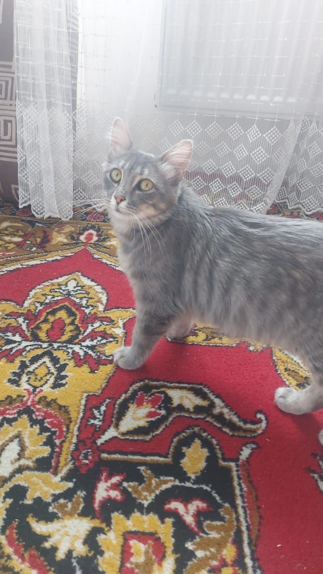 Чтоб узнать больше звоните