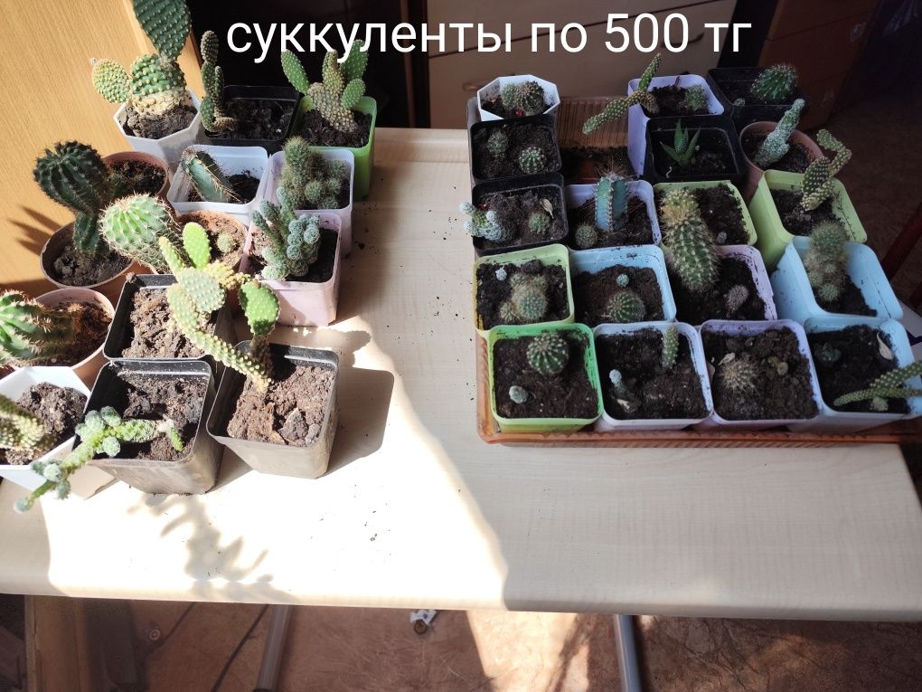 Кактусы, суккуленты
