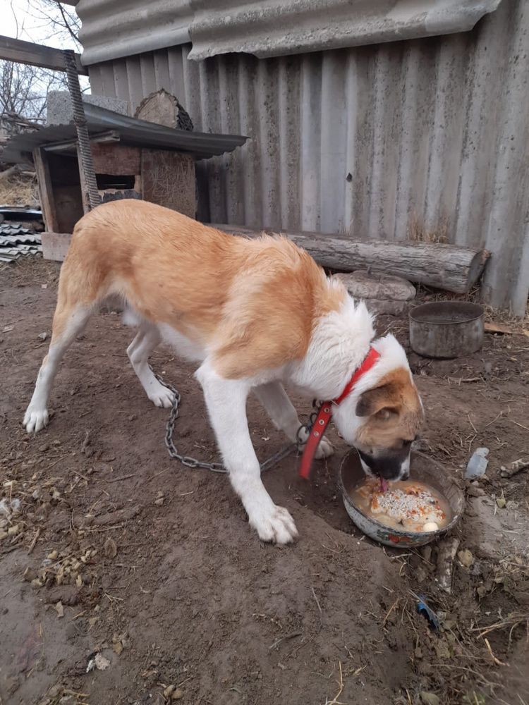 Продам щенка   8 мес кушают всё. Умный