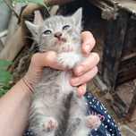 Отдам в добрые руки котят.