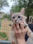 Отдам сиамского кота и кошку в добрые руки