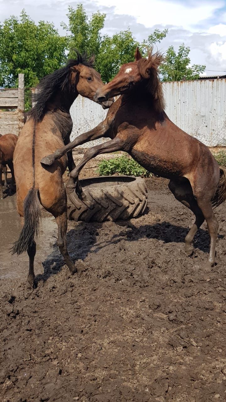 Тай семіз жемде тұр Астанаға жақын ауыл