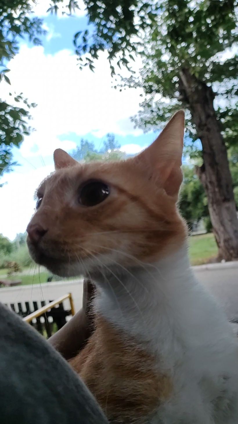 Кот, котенок подросточек, кастрирован