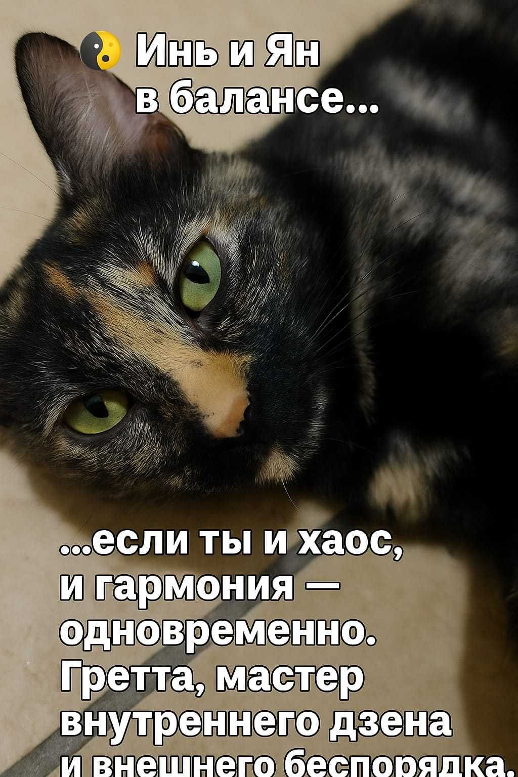 Котенок редкой окраски, возраст 3 месяца, ищет дом