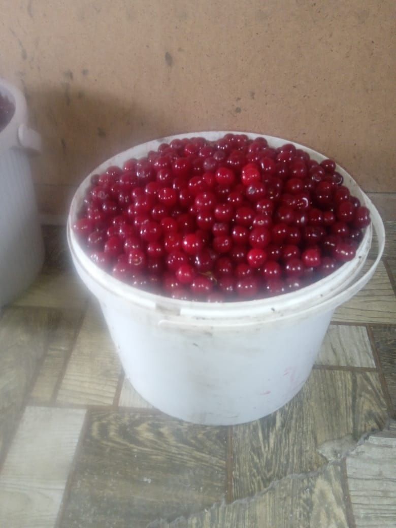 Продам вишню не дорого