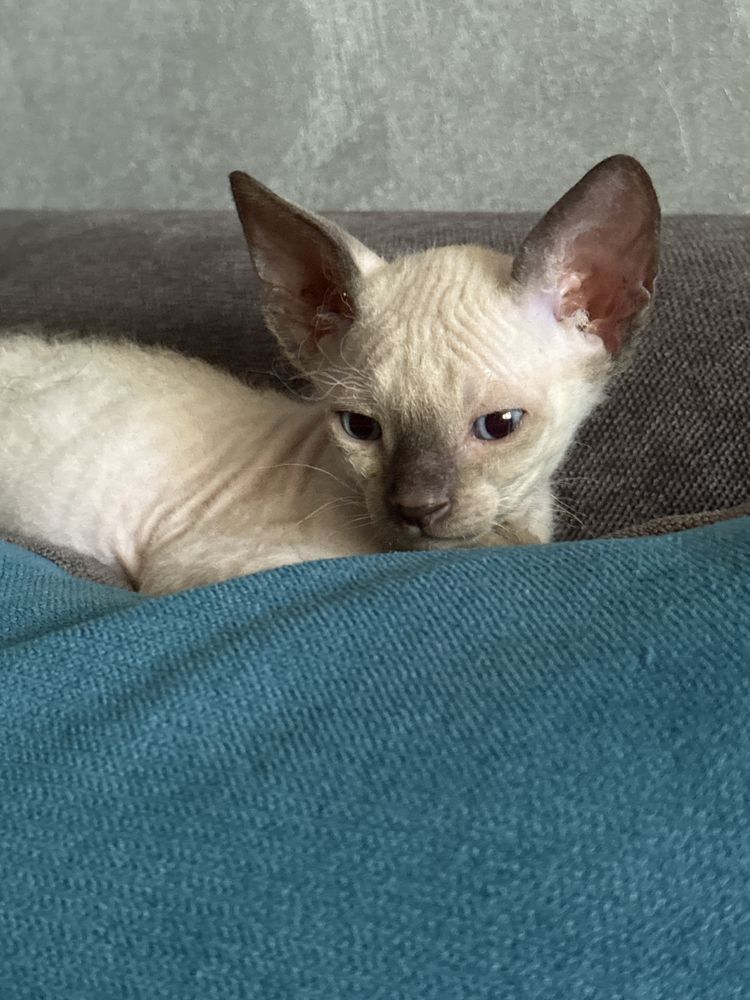 Котенок Сфинкс флоу