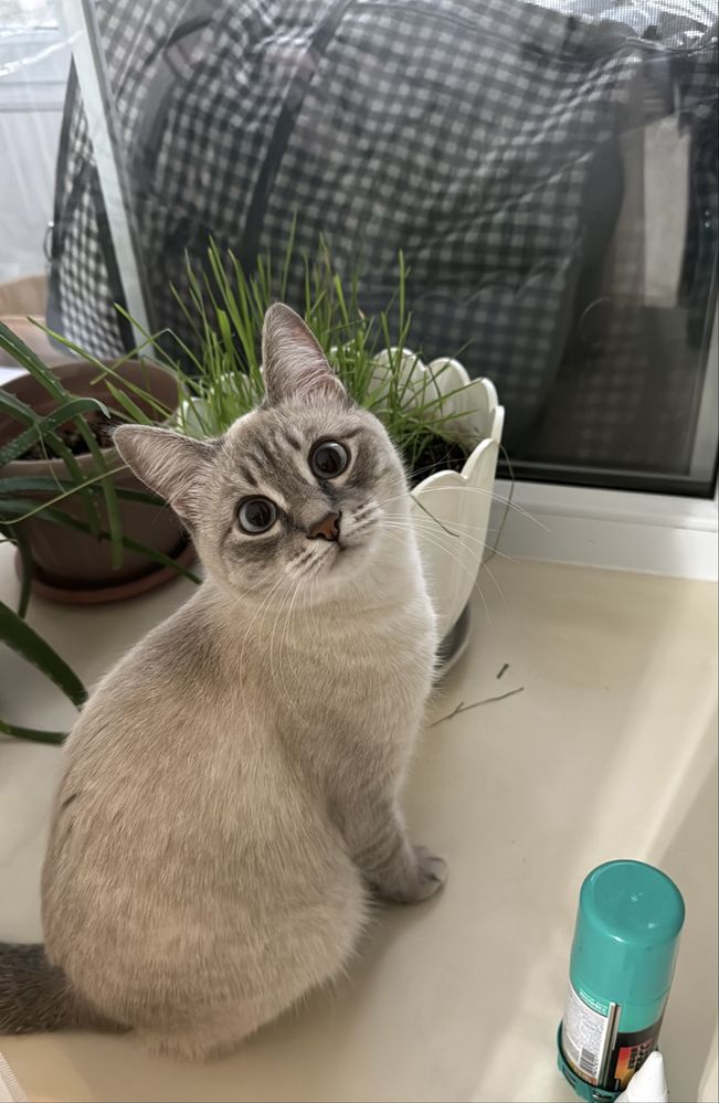 Очаровательная кошечка Мишель ищет заботливый дом!