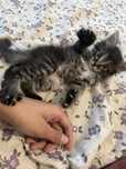 Котенок 2 месяцев приучен к лотку.