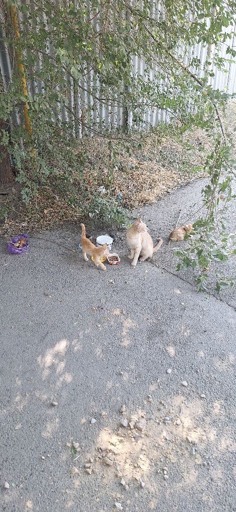 Отдадим котят маленькие 1мес дев/мальчики