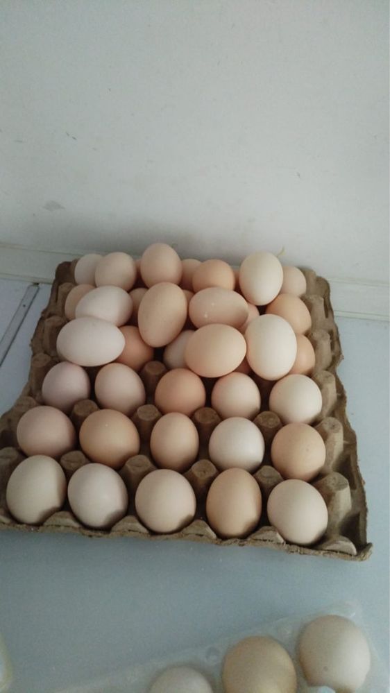 Продам домашние яйца