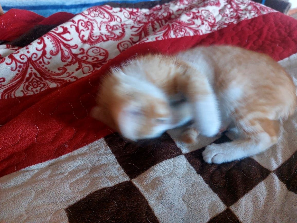 Отдам котёнка в добрые руки
