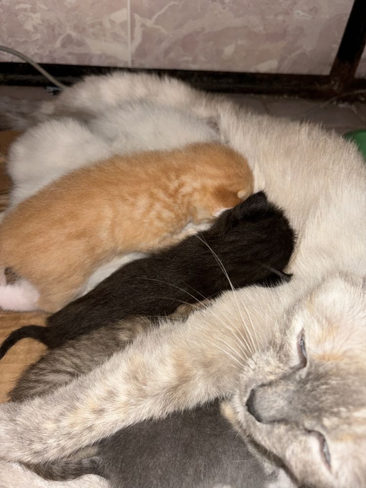 Отдам котят в хорошие руки
