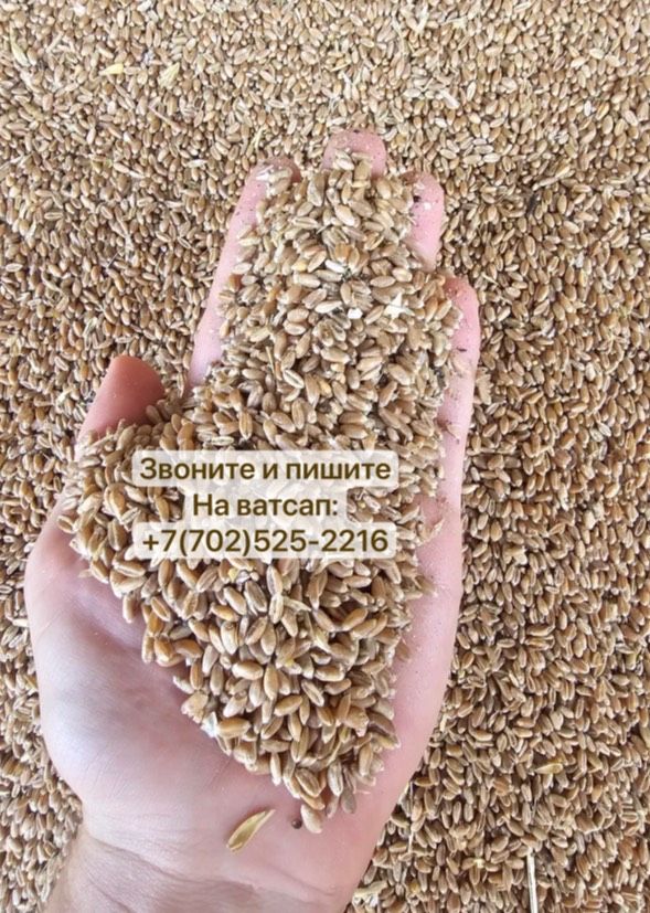 Продам пшеницу Бидай 3 сорта