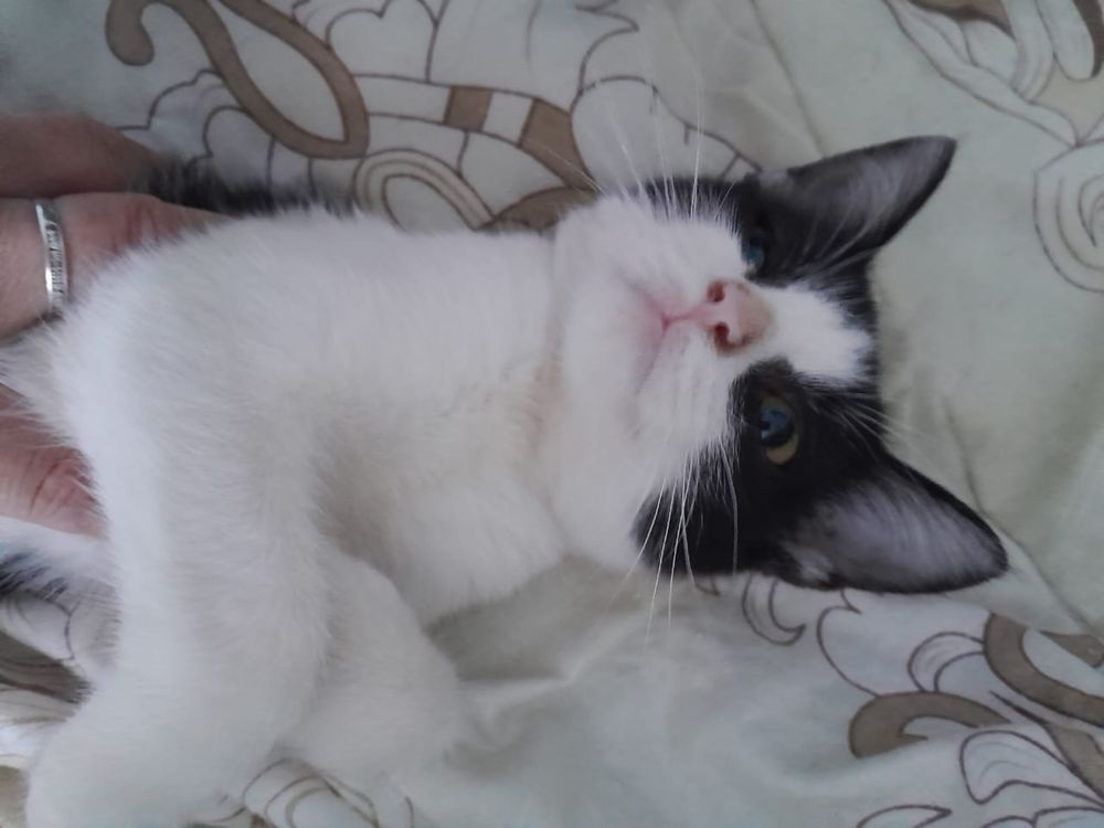 Котята ищут дом!