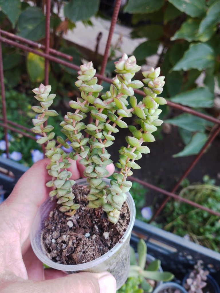 Кактусы и суккуленты