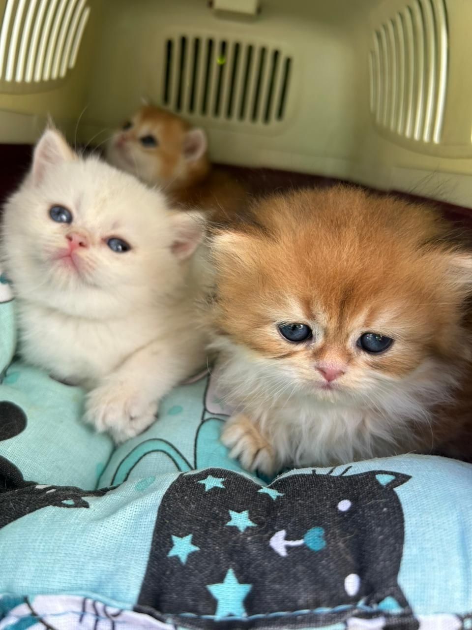 Котята готовы к переезду