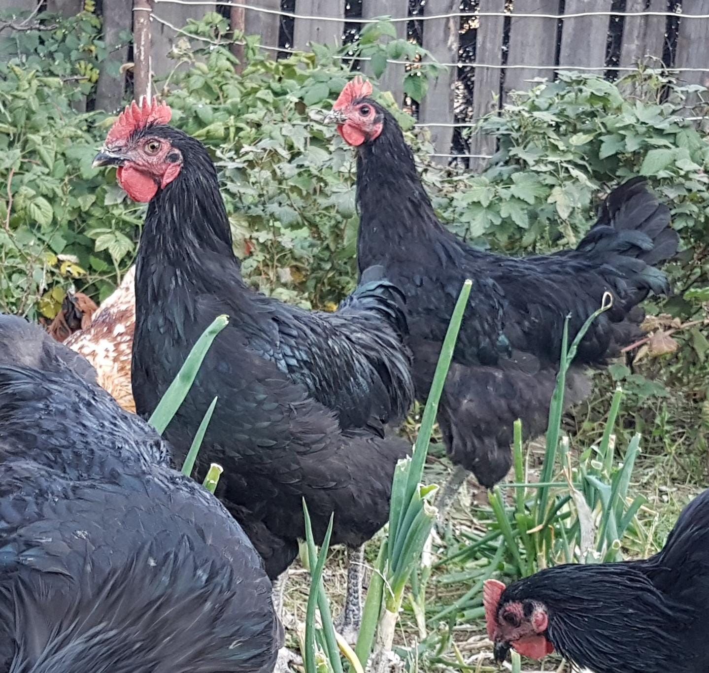 Продам чёрных петухов на племя