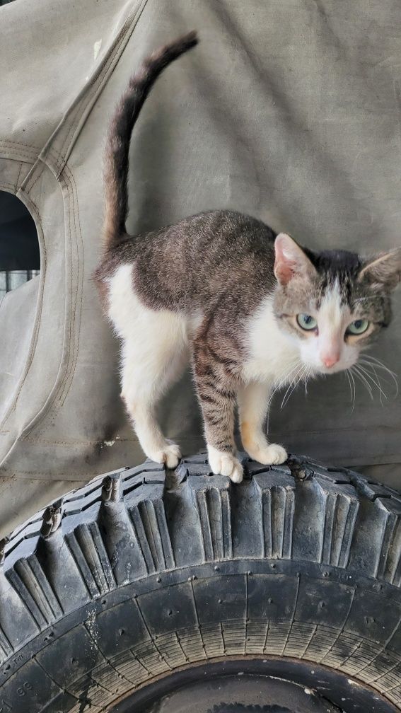Отдам котёнка в добрые руки