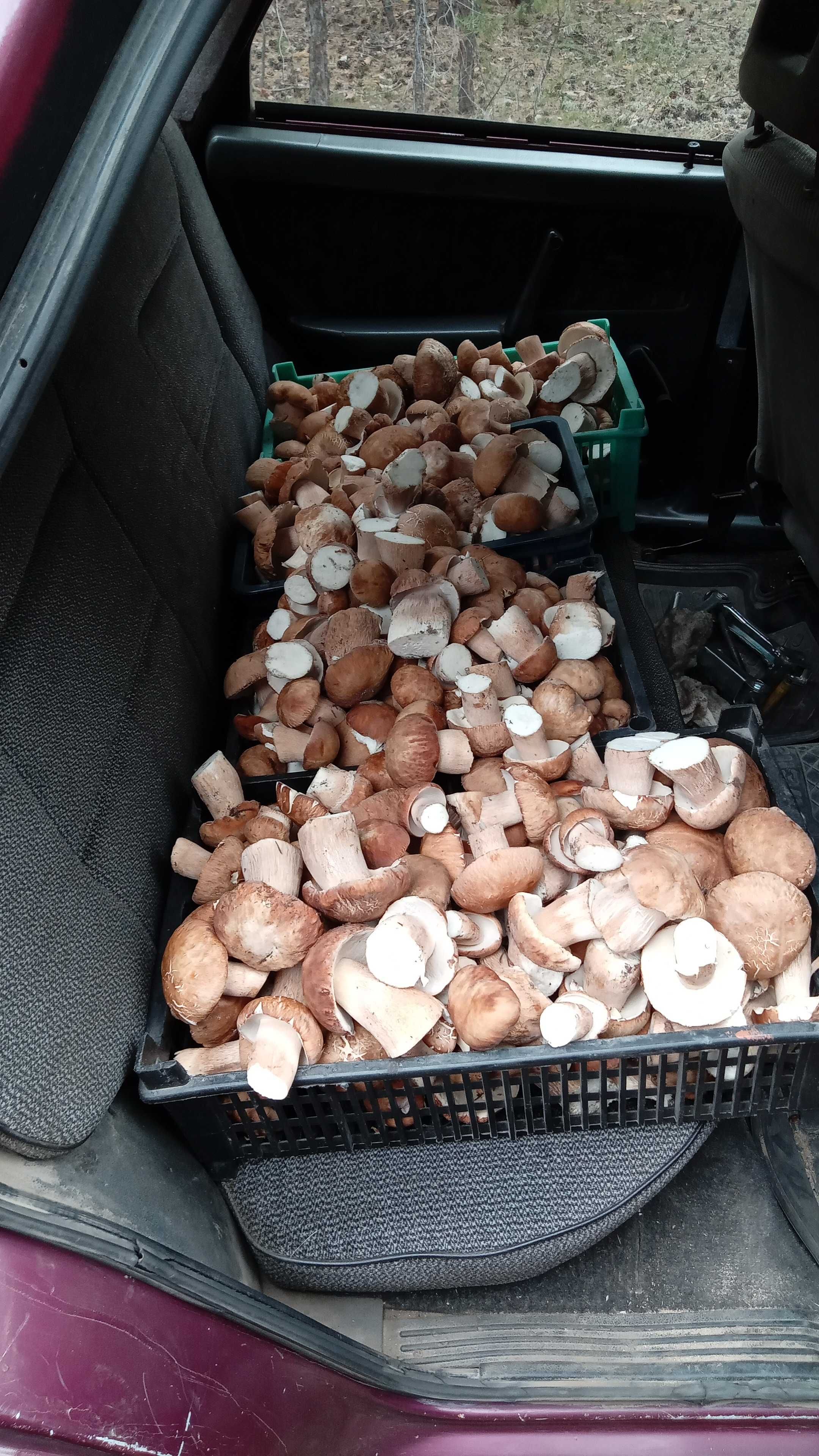 Продам белый гриб