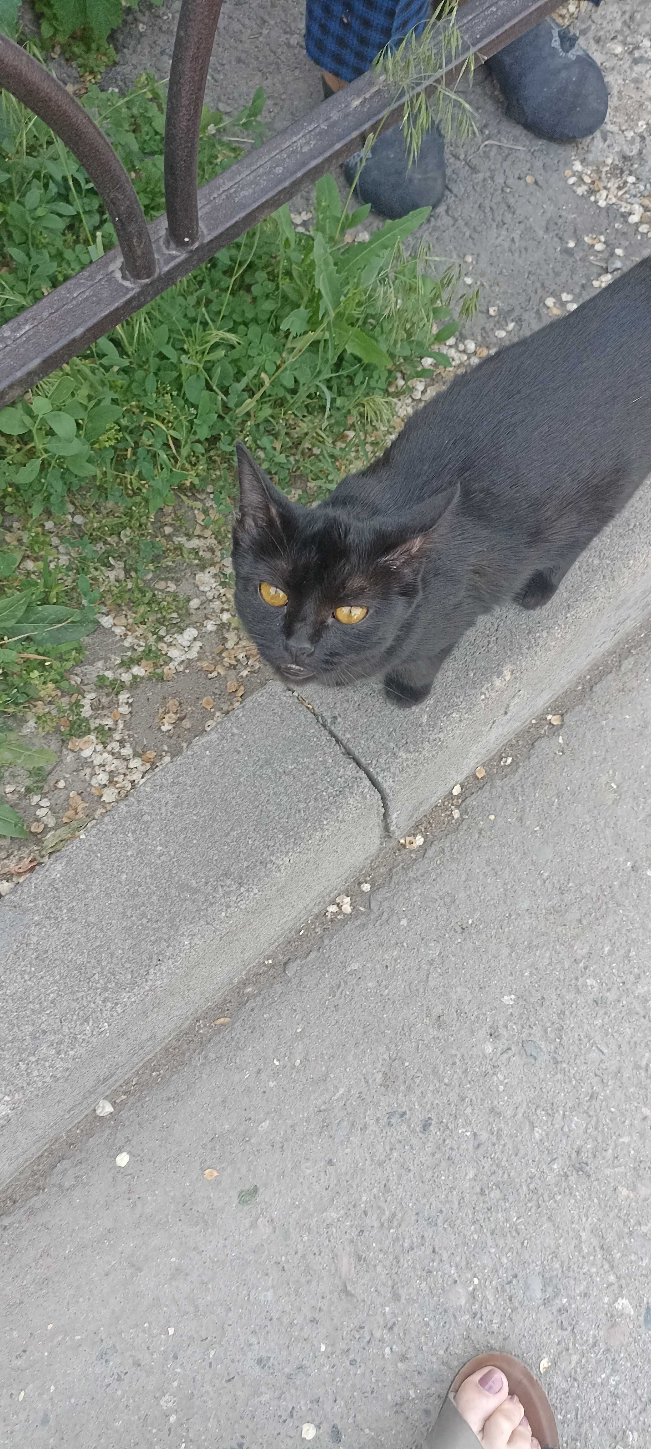 Отдам в добрые руки