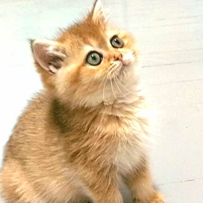 БритАнскКие коТятА
