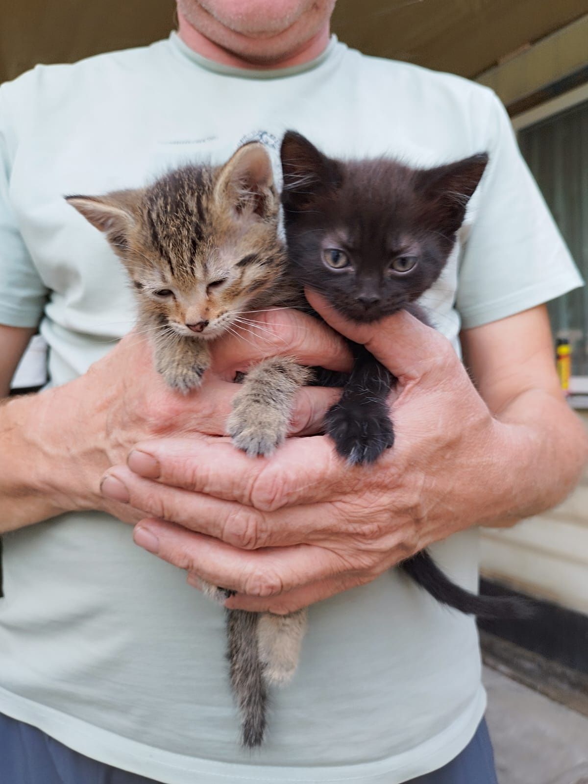 Котята . 1.5 месяца .