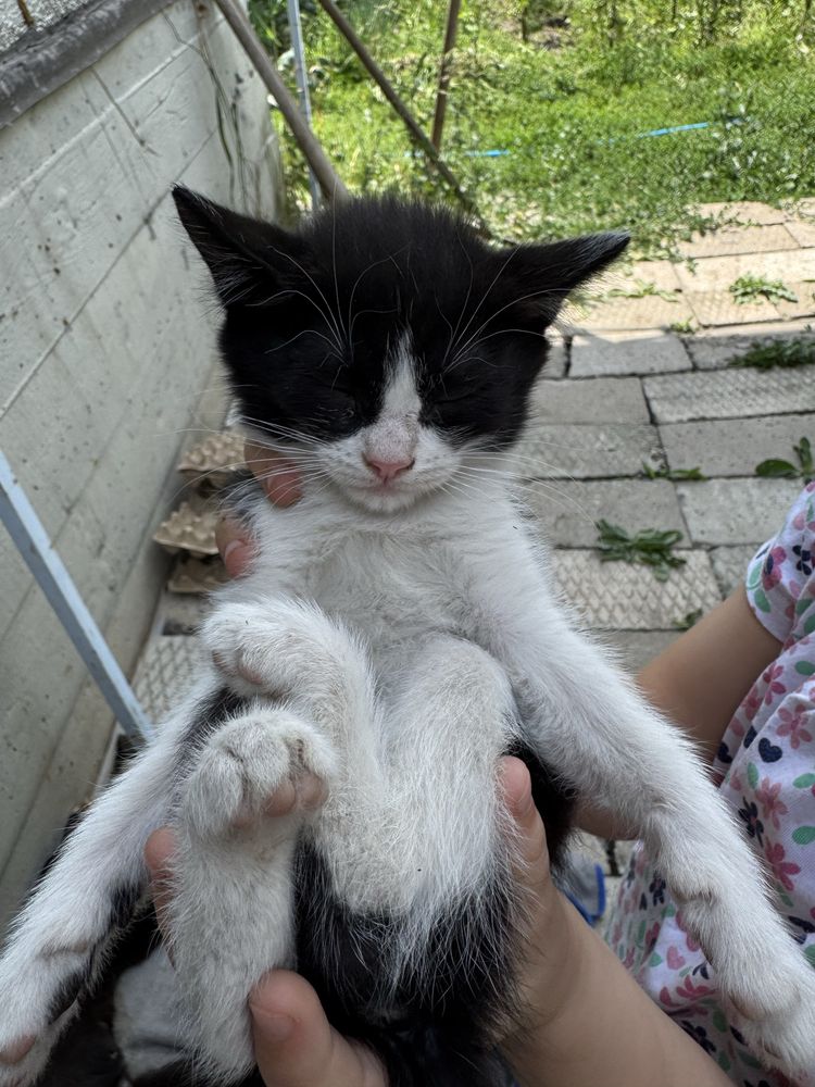 Отдам котят бесплатно