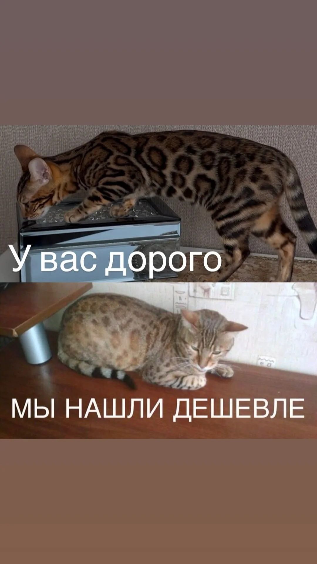 Редкие окрасы бенгальских котят