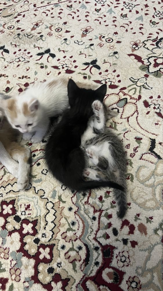 Милые котята в добрые руки