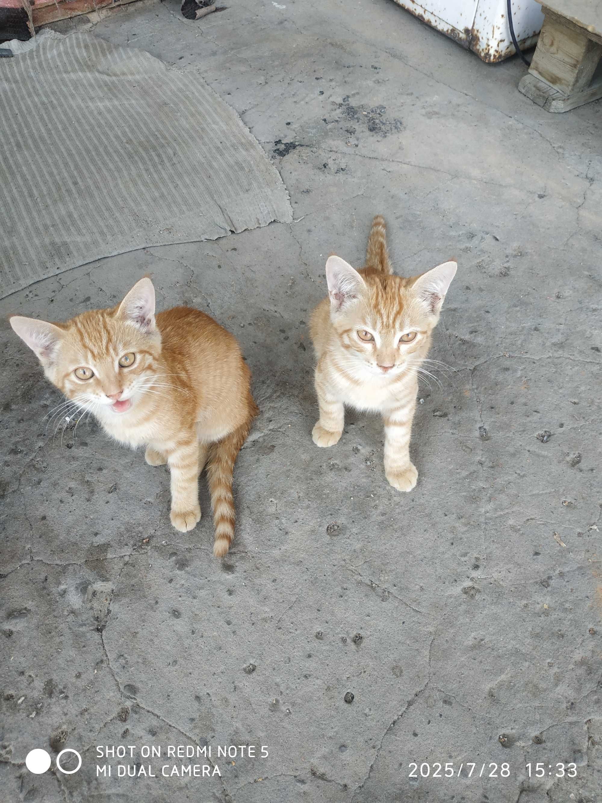 Отдам бесплатно котят