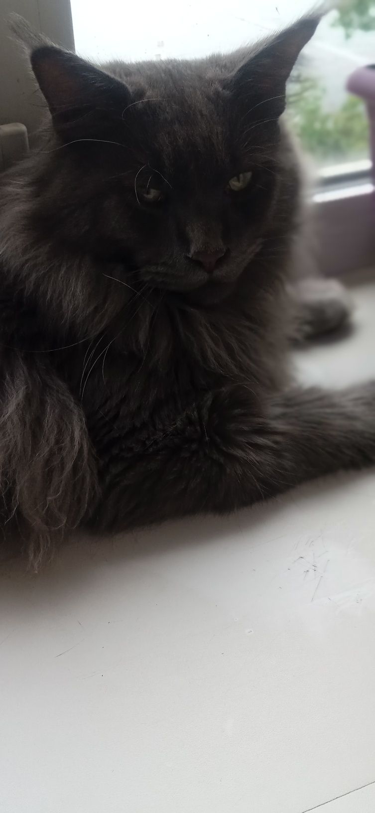 Кот Мейн Кун на вязку