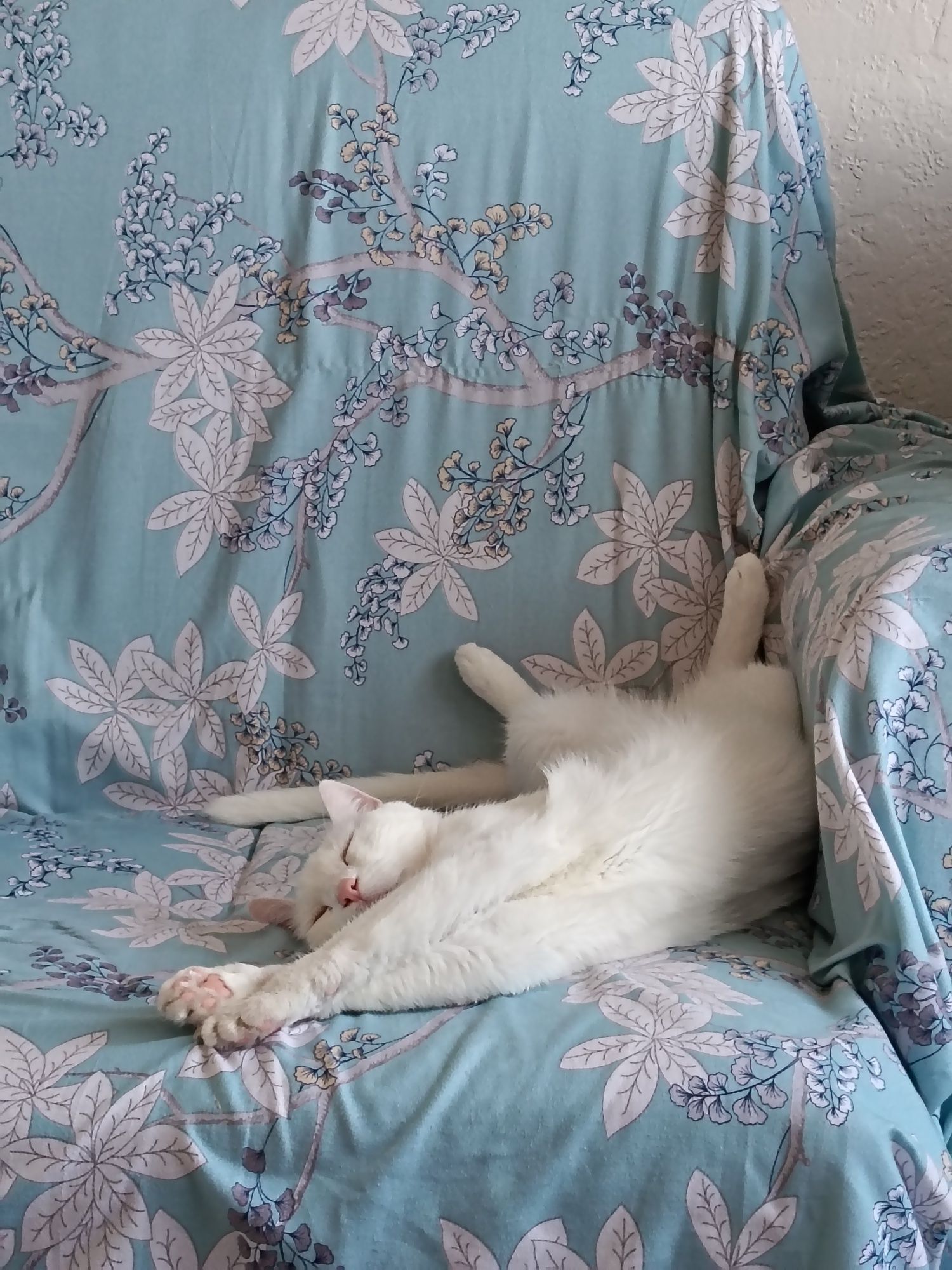 Кошка ходит на унитаз, котёнок бесплатно