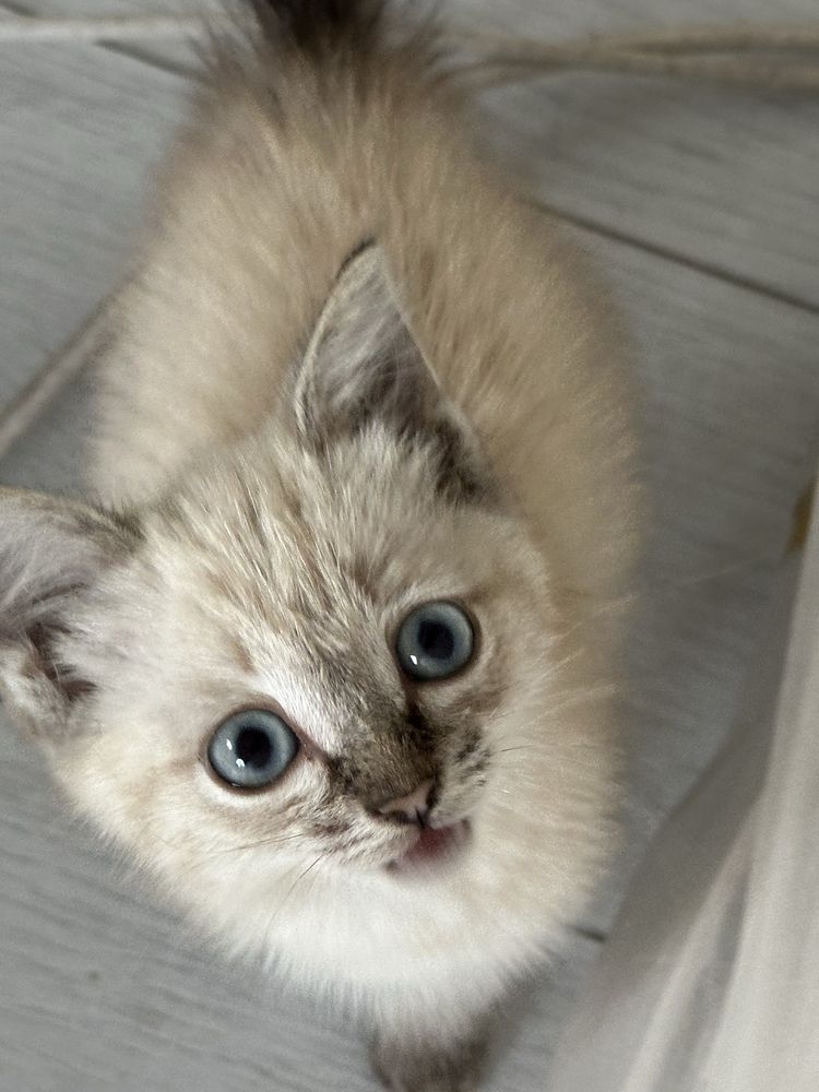 Отдам котенка в добрые руки