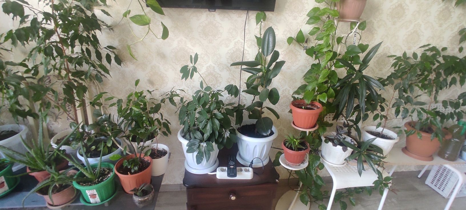 Продаются комнатные цветы